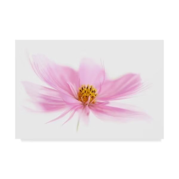 Cora Niele 'Dancing Flower Pink Cosmos' Canvas Art, 12x19, Trademark Fine Art, Mfr#: ALI22570-C1219GG